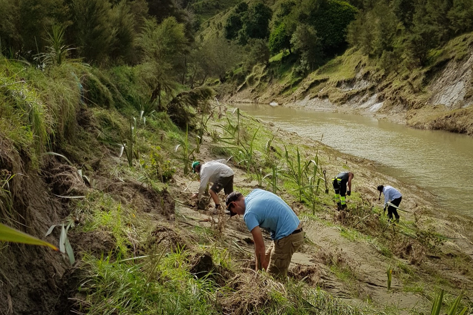 Harakeke used for river restoration Waikereru